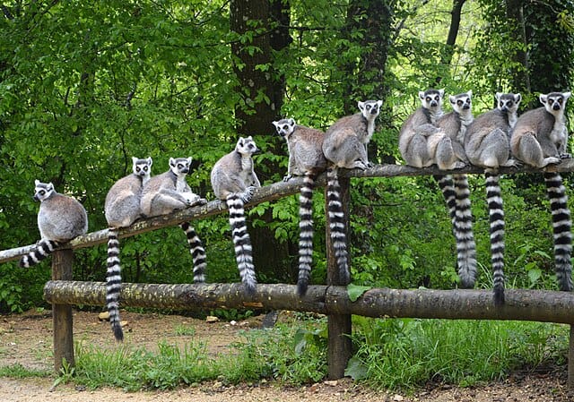 Dix maki kata perchés sur une branche à la Vallée des Singes à Romagne, Vienne, Poitou
