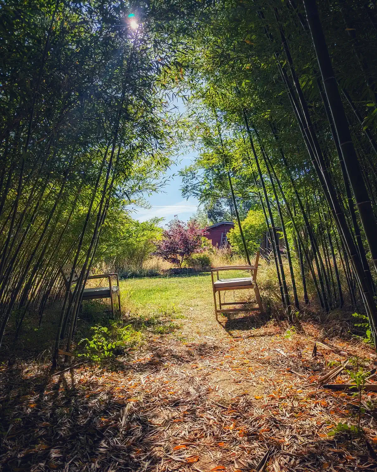 Hébergement chaise sous bambous coteau des fadets