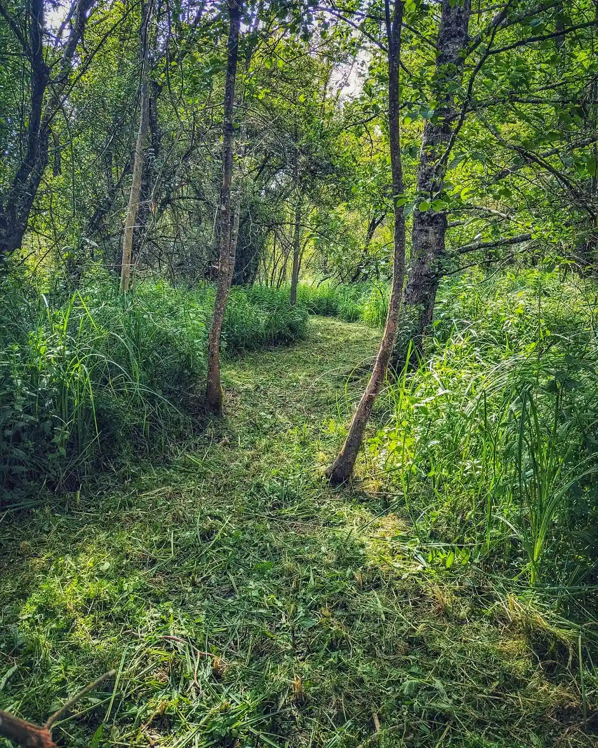 Hébergement chemin nature hobbit coteau des fadets